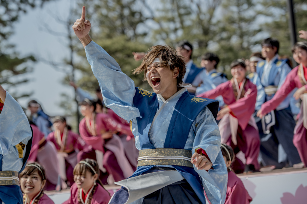 京都さくらよさこい