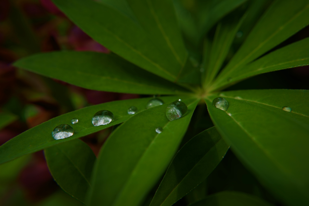 雨上がり