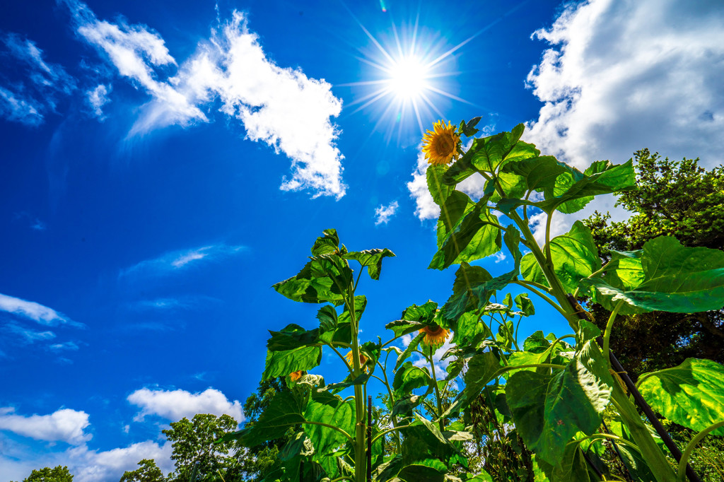 sunflower3