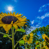 sunflower4