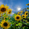 sunflower2