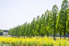新緑のメタセコイアと菜の花