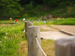 森へと続く