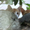 3にゃん=^_^=