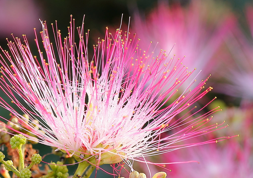 薄紅に染まって