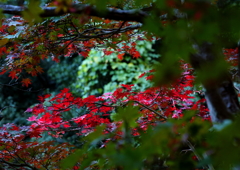 こんにちは、色採り撮りです