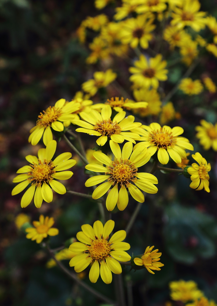 ツワブキの武器は美しさかな♡