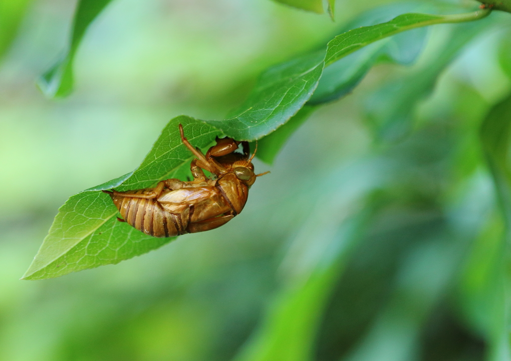 落葉になるまで頑張るぞ~