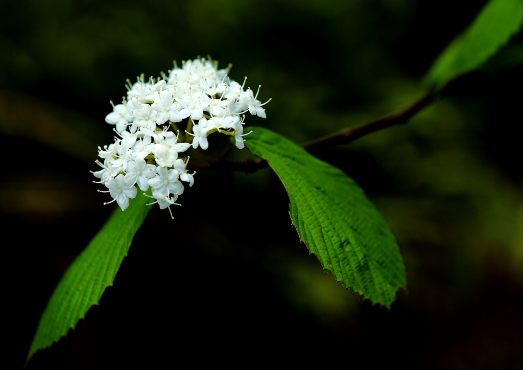 白く輝く山の花!