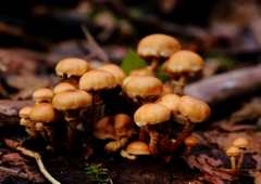 食べたらアカンで~