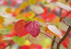 どの色が好きですか.....