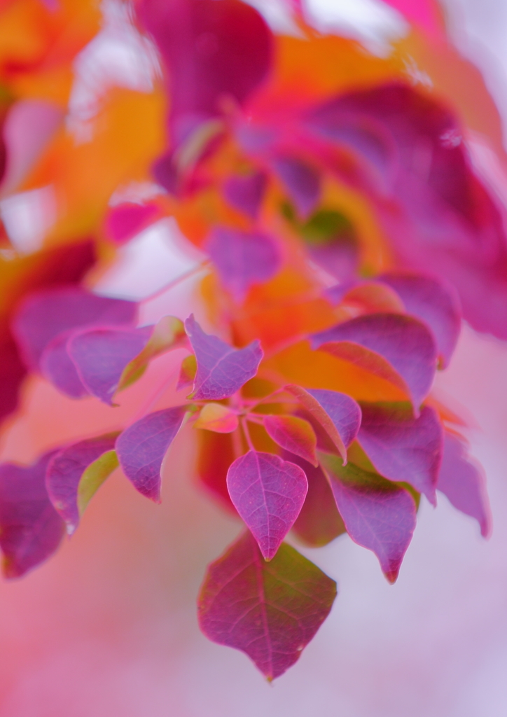 Beauty Leaf