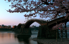 夜明けの五橋と朝桜
