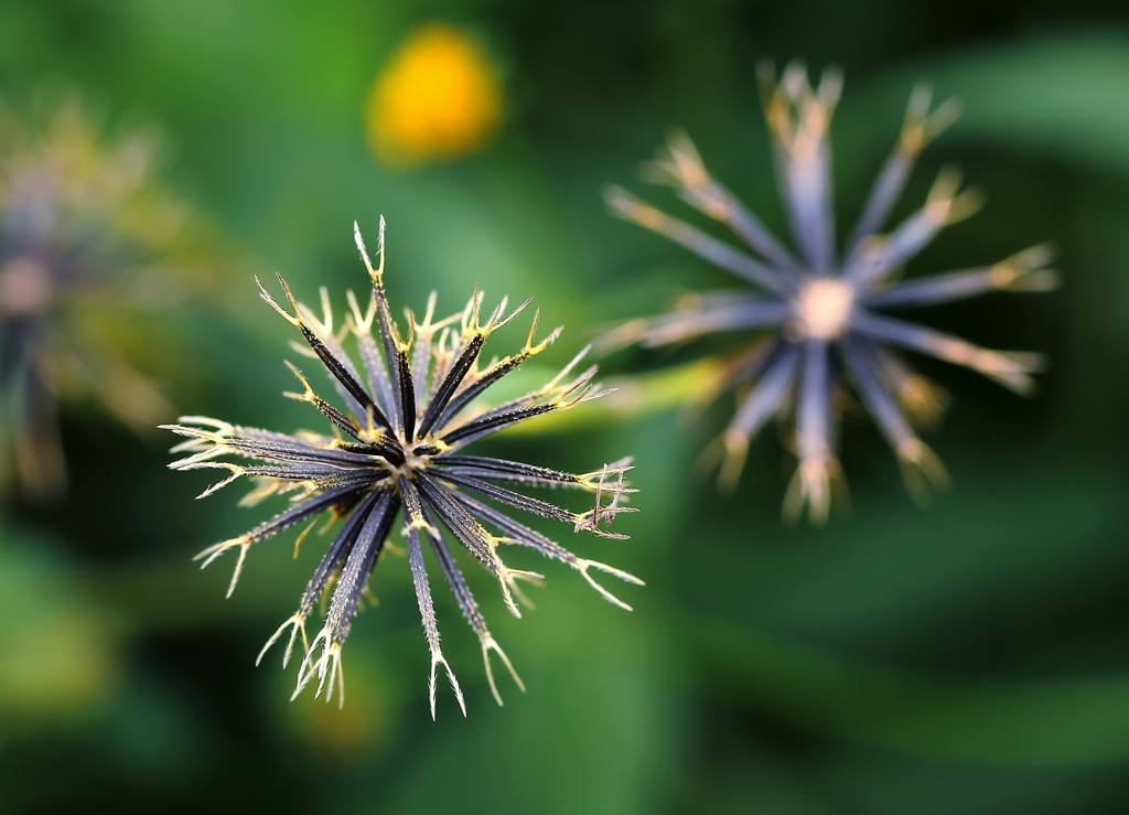 秋の花火