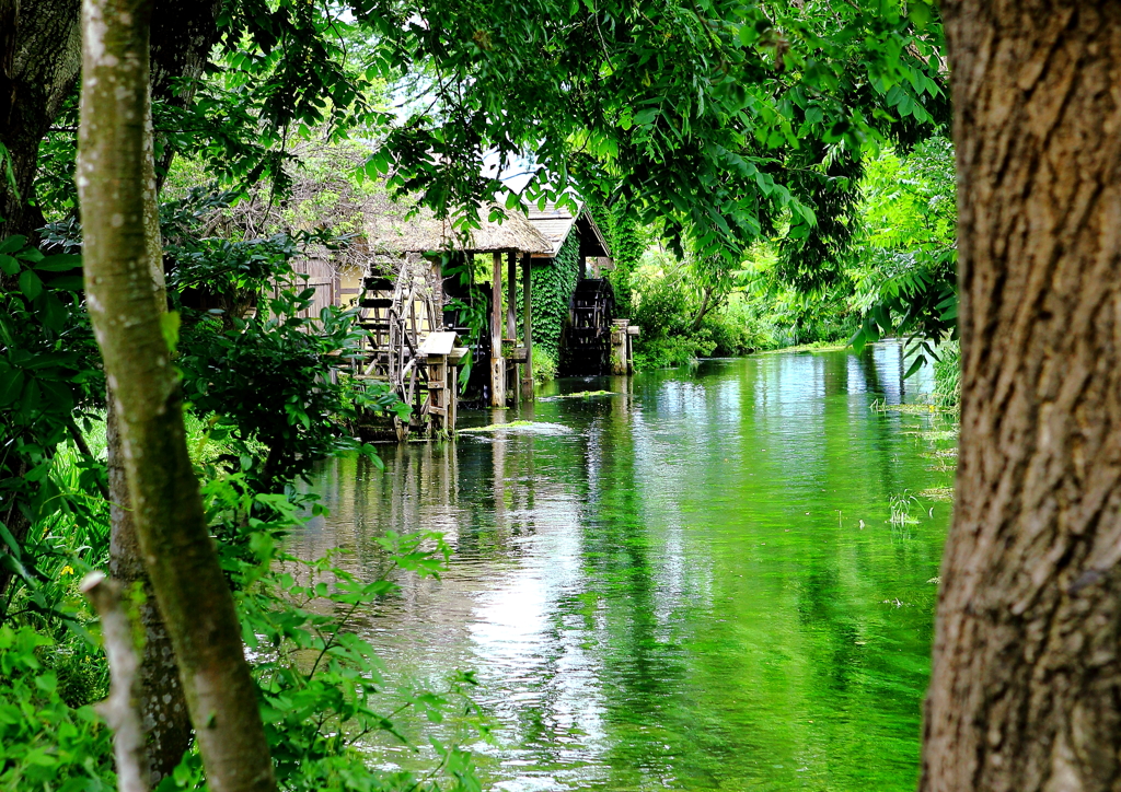 新緑の水車は穏やかに...