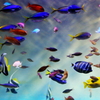 撮れそうで撮れない魚群
