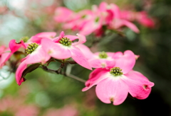 紅の花