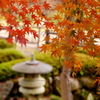 晩秋の庭園
