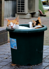 鉢ねこ　気分はお風呂　もう出てもいい？　あと10数えてネ