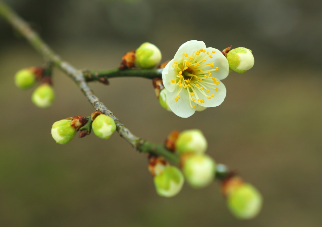 男は黙って花を愛する