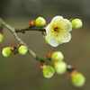 男は黙って花を愛する
