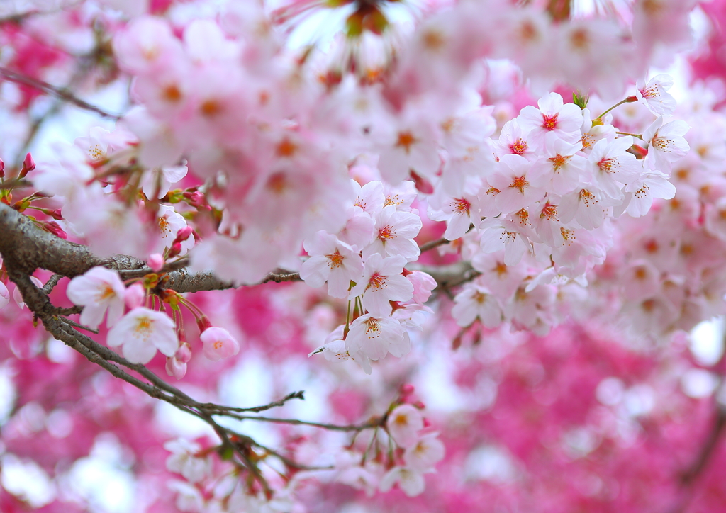 日本のこころ❀
