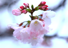 優しい雨につつまれて❀