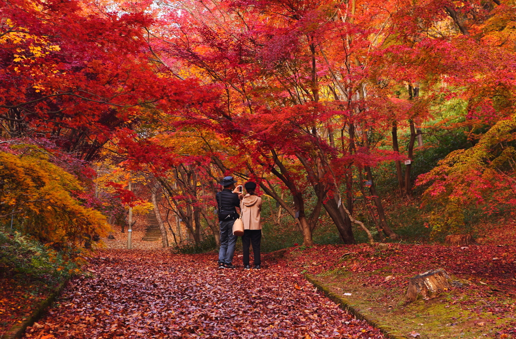 紅の世界で楽しむ