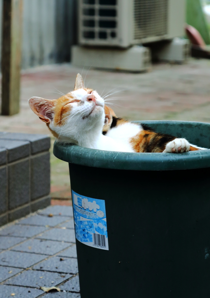 鉢ねこ　気分はお風呂　舟をこぐ