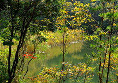 ベニマンサク湖に秋を感じて
