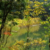 ベニマンサク湖に秋を感じて