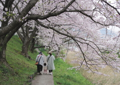 桜散歩道