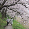 桜散歩道