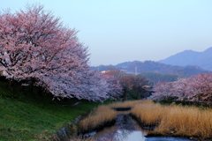地御前の朝桜