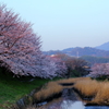 地御前の朝桜