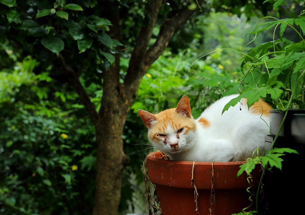 おはよう 鉢猫です(=^・・^=)