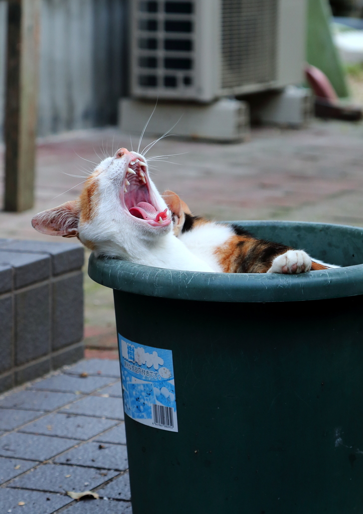 鉢ねこ　気分はお風呂　眠たいニャ~