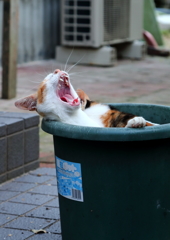 鉢ねこ　気分はお風呂　眠たいニャ~