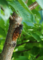 残り少ない夏に