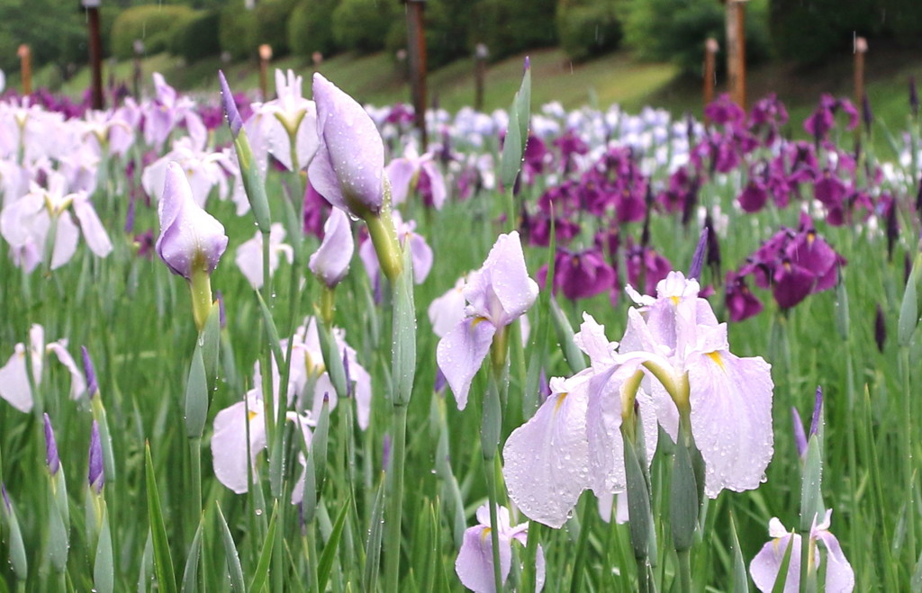 雨の花菖蒲園にて