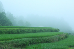 霧の中の無名棚田 