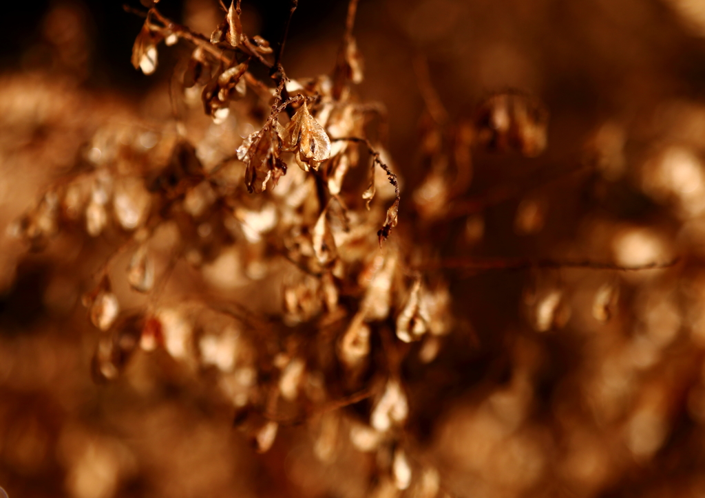 金色のスカンポ