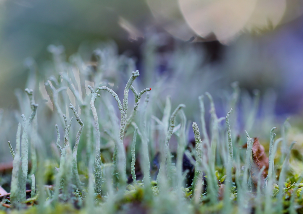 不思議な世界に迷い込んだ？