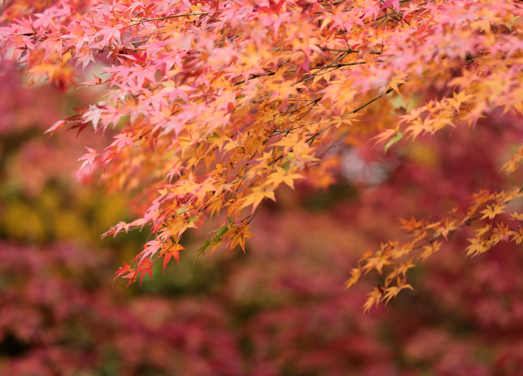 雨あがりの紅葉