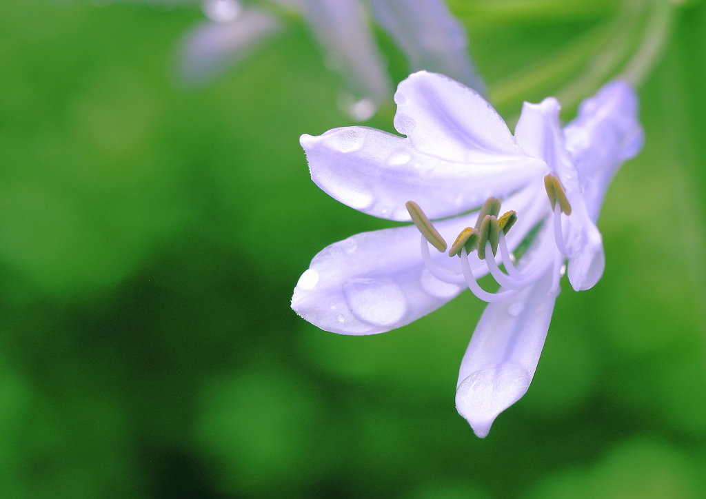 雨上がりのあと