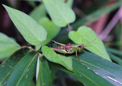 静止　じっと動かず