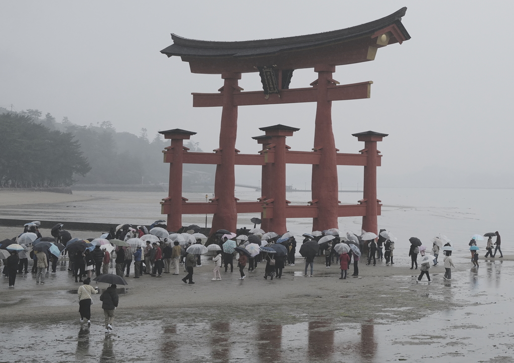 雨の大鳥居