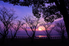 春色の夜明