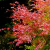 雨 紅葉