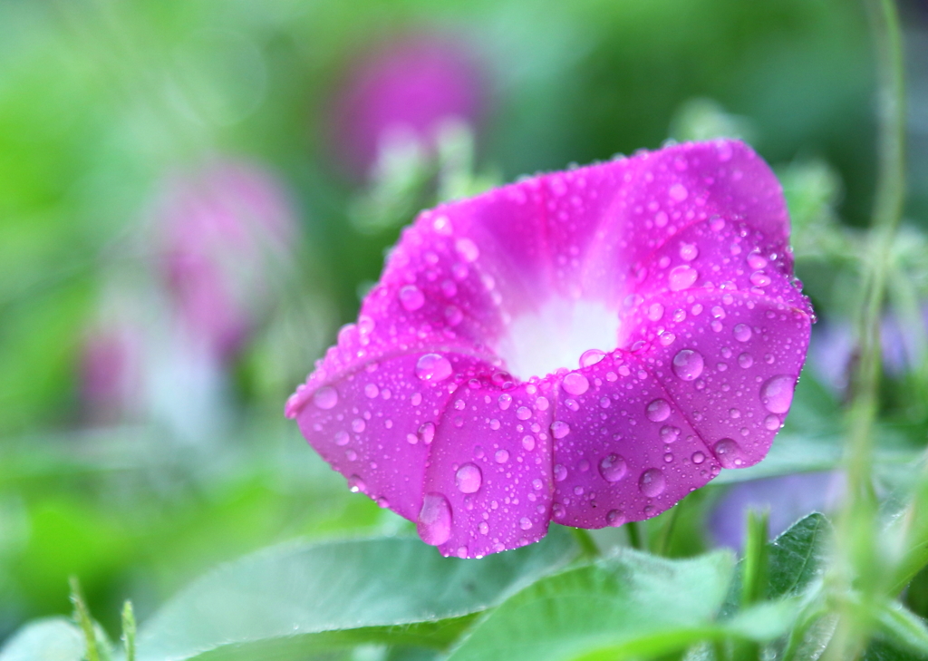 雨の日の楽しみ